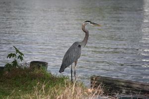 sorprendente grande airone blu in barataria louisiana foto