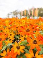 fiore d'arancio in giardino foto