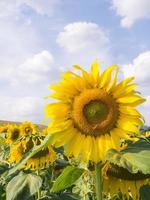 girasole sotto il cielo blu nuvoloso foto