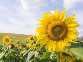 girasole sotto il cielo blu nuvoloso foto