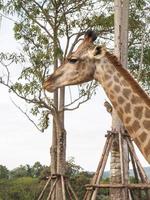 la giraffa è l'animale più alto foto
