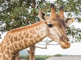 la giraffa è l'animale più alto foto