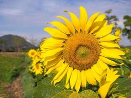 girasole sotto il cielo blu nuvoloso foto