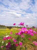 fiori di muschio rosa sotto il cielo blu nuvoloso foto