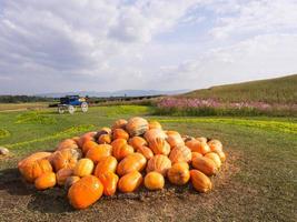 zucca gigante sotto il cielo blu nuvoloso foto