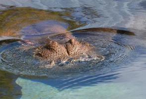 incredibile ippopotamo mezzo sommerso nell'acqua con il muso foto