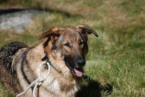 bella faccia di cane pastore tedesco foto