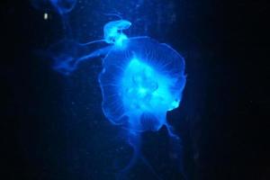 meduse che ballano nell'acqua blu scuro dell'oceano. foto