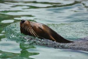 splendido leone marino marrone nell'acqua foto