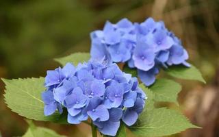 grappoli di fiori di ortensia blu che sbocciano e fioriscono foto