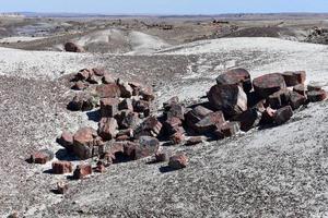 tronchi pietrificati conservati nel deserto dell'arizona foto