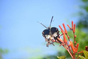 farfalla a coda di rondine maculata svolazzante sui fiori d'arancio foto