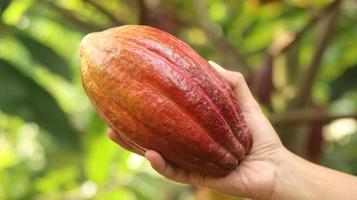 baccello di cacao giallo arancio rosso maturo tenuto da una giovane mano asiatica in fattoria. baccello di cacao o theobroma cacao l. è un albero coltivato nelle piantagioni e l'ingrediente base per fare il cioccolato. cacao fresco. foto