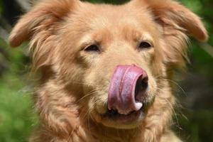 simpatico cane Toller Retriever foto