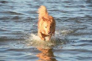 cane che cammina e sguazza nell'acqua foto