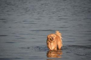 Tolling Retriever cane in piedi in acqua dopo una nuotata foto