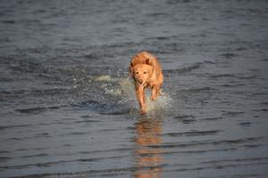 cane che spruzza in azione che corre attraverso l'acqua foto