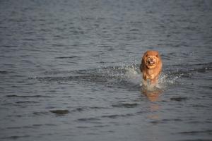 cane divertente che corre in acque oceaniche poco profonde foto
