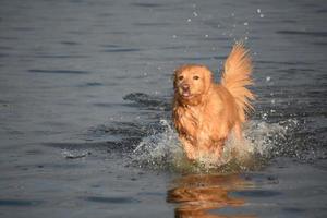 cane che corre in acqua con la lingua fuori foto