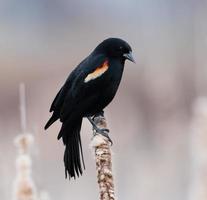 uccello nero maschio dalle ali rosse