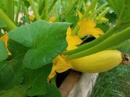 orto con zucca che cresce in estate foto