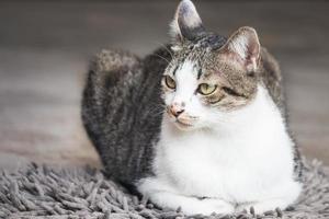 gatto maschio seduto sul tappeto
