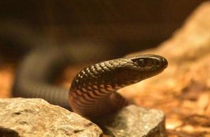 fantastico sguardo da vicino a un serpente nero foto