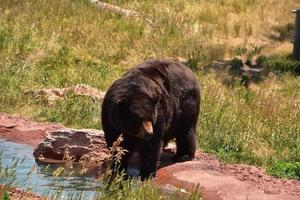 acqua che gocciola dalla bocca di un orso nero foto