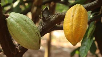 i baccelli di cacao gialli sono maturi sull'albero e pronti per essere raccolti. theobroma cacao l. in campo o fattoria. baccelli di cacao. foto