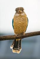 ritratto di maschio kookaburra dalle ali blu foto