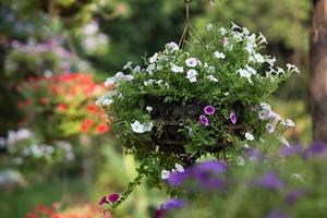 cesto di fiori appeso foto