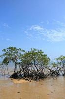 foresta di mangrovie nel luogo tropicale foto
