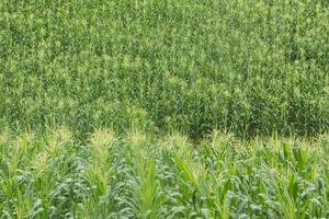 crescere del campo di grano verde. foto