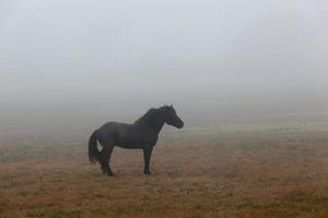 cavallo nero, campo foto