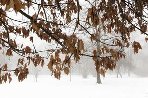 quercia in inverno foto