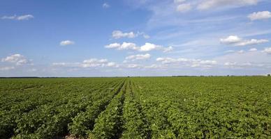 campo di patate da vicino foto