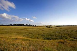 cereali acerbi in un campo foto