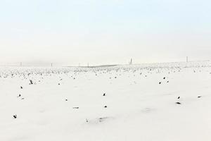 campo agricolo in inverno foto