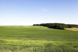 campo di cereali foto