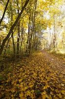 foresta autunnale, bielorussia foto