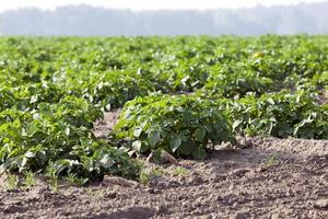 agricoltura, campo di patate foto