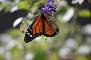 incredibile primo piano di una bellissima farfalla viceré foto