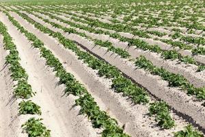 agricoltura, campo di patate foto