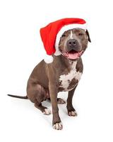 pitbull indossando Natale cappello santa