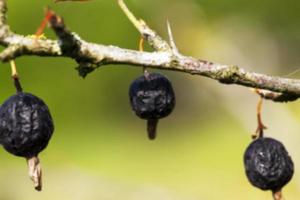 raccolta di bacche essiccate foto