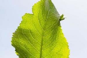 foglia di rafano verde foto