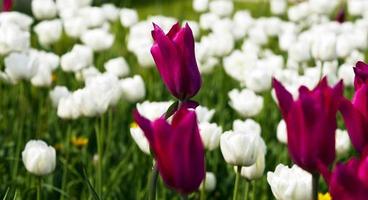 tulipani rosa foto
