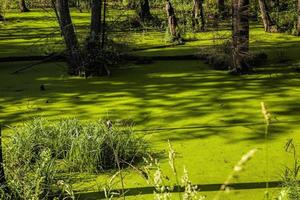 palude di melma verde foto