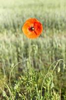 papavero rosso nel campo foto