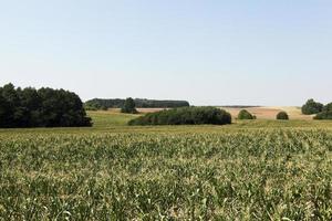 campo di grano, foresta foto